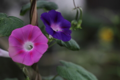 そそっかしい君へ。