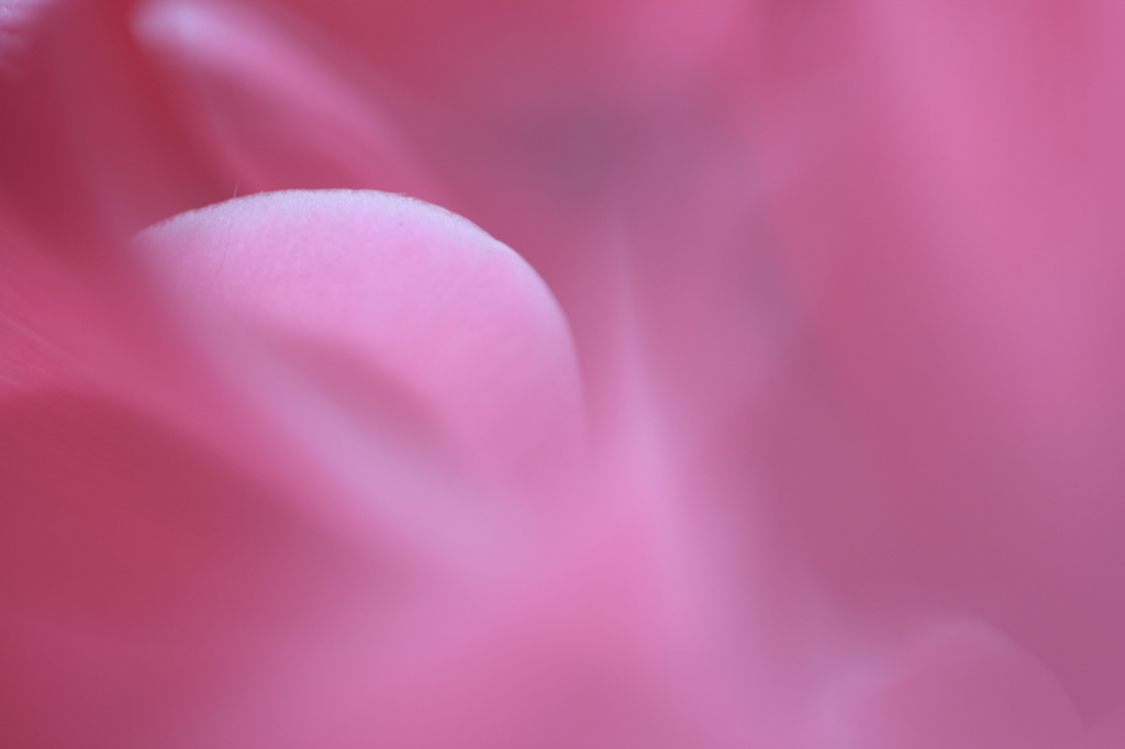 ハートのかけら