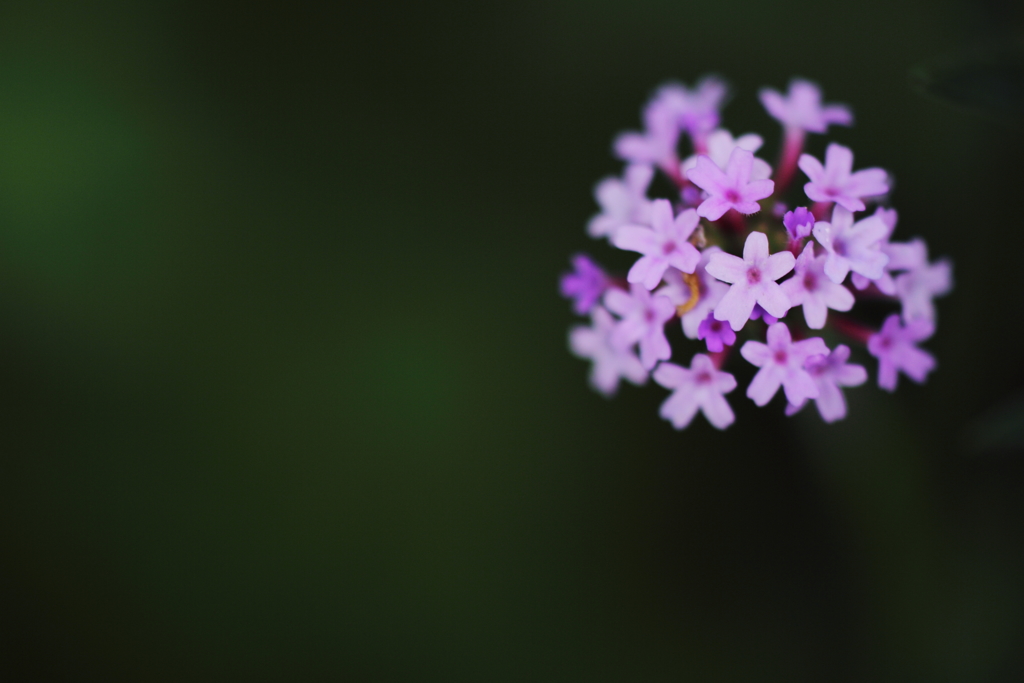 flower　ball