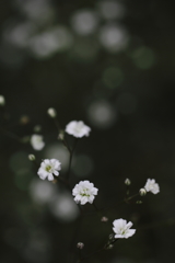 花霞