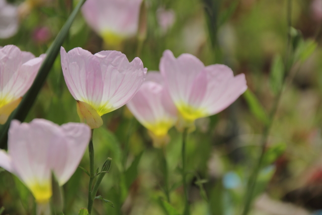 ファンファーレ