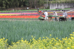 ネギも売ってるよ