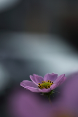 うすくれなひに。