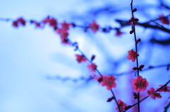 青い空と赤い梅