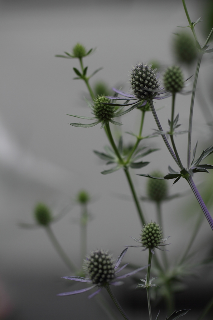 とげとげの花。