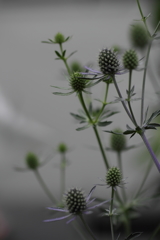 とげとげの花。