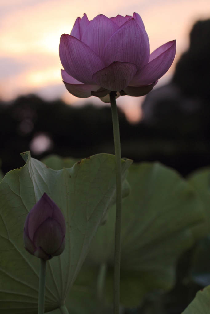 うすくれなひのころ。