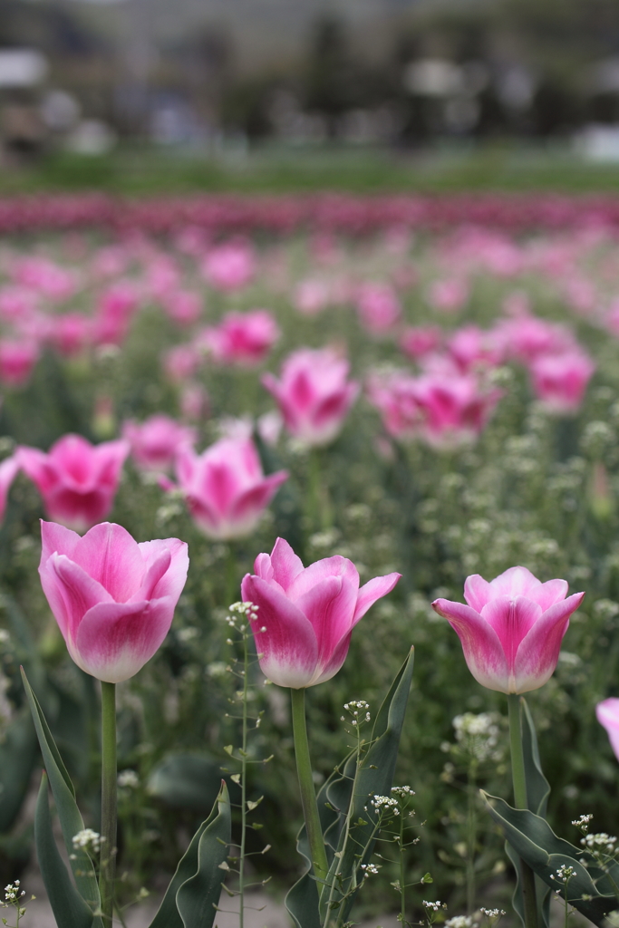 ナランダナランダ♪