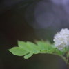 Mountain ash