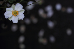 花散るころには