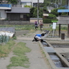 あれだよ