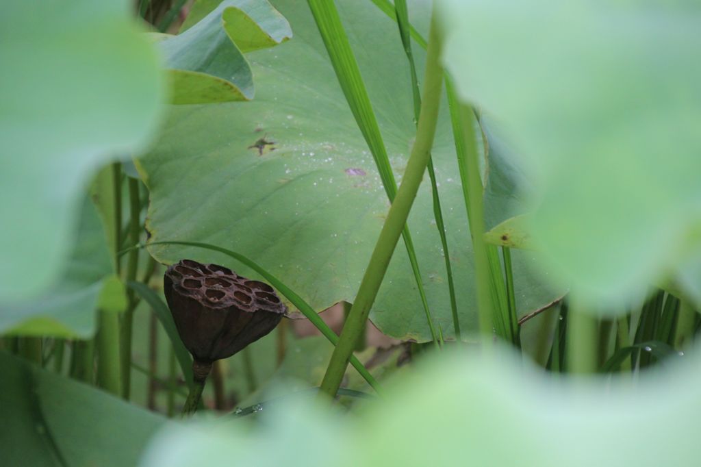 夏の片隅に