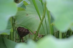 夏の片隅に