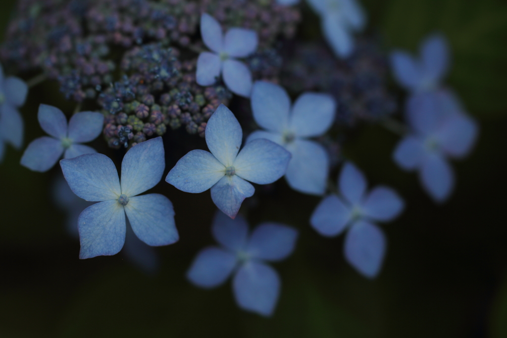 紫陽花物語