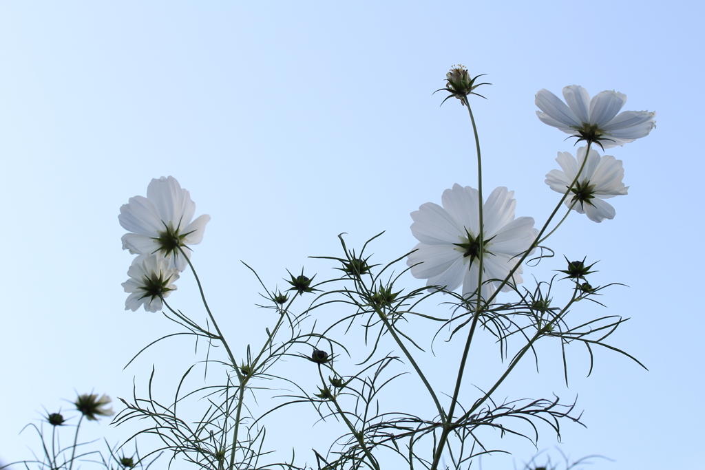 空色の花