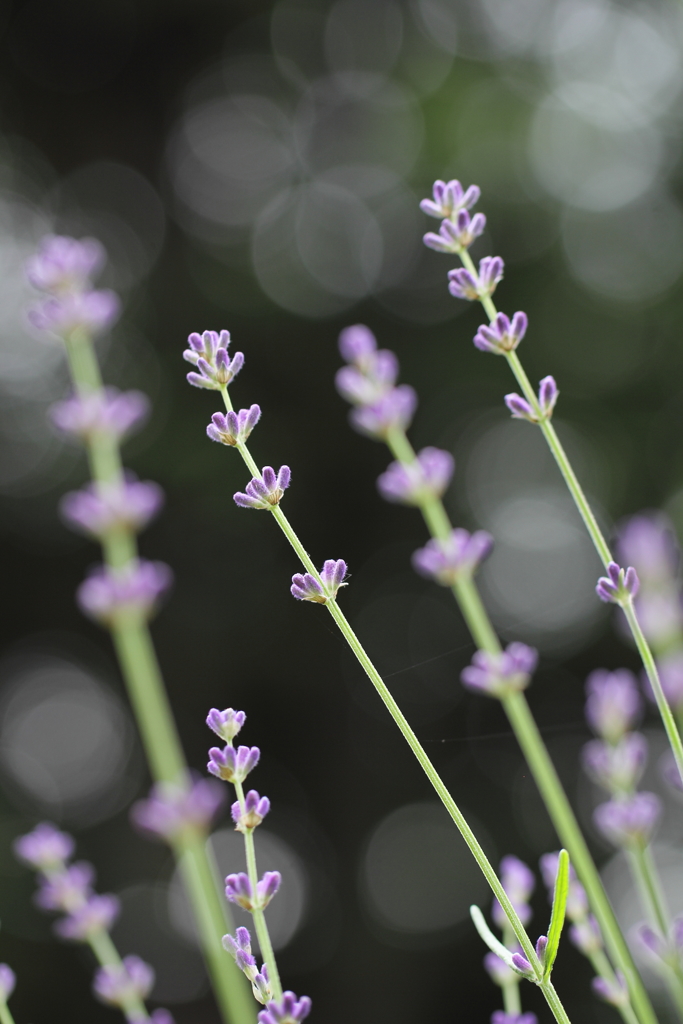 花に風