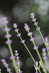 花に風