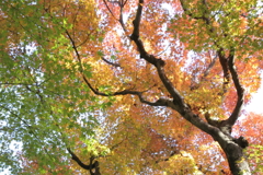 紅葉空