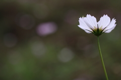 はかない想ひ。