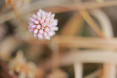 せっかちなまりこ