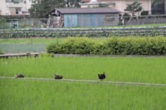 思い思い