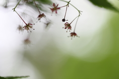 風に咲く花