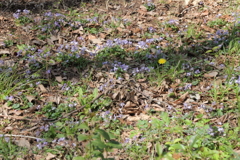 たんぽぽ君の憂うつ