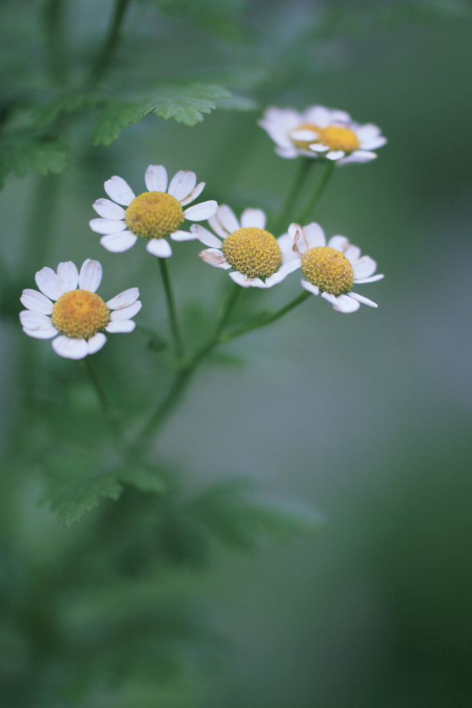 花とともに生きる