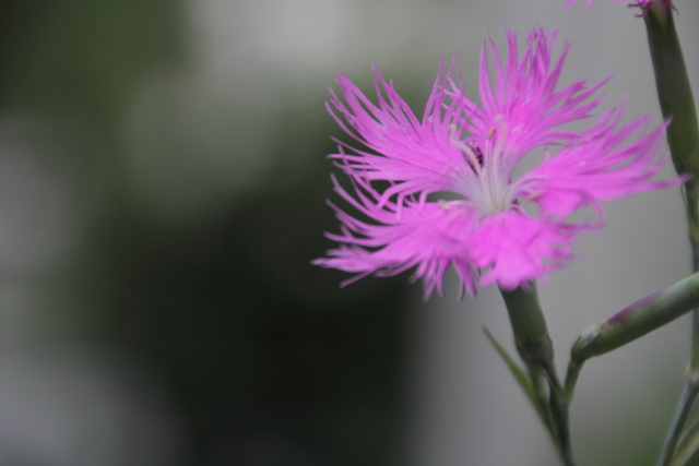 なでしこのような人