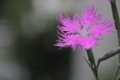 なでしこのような人