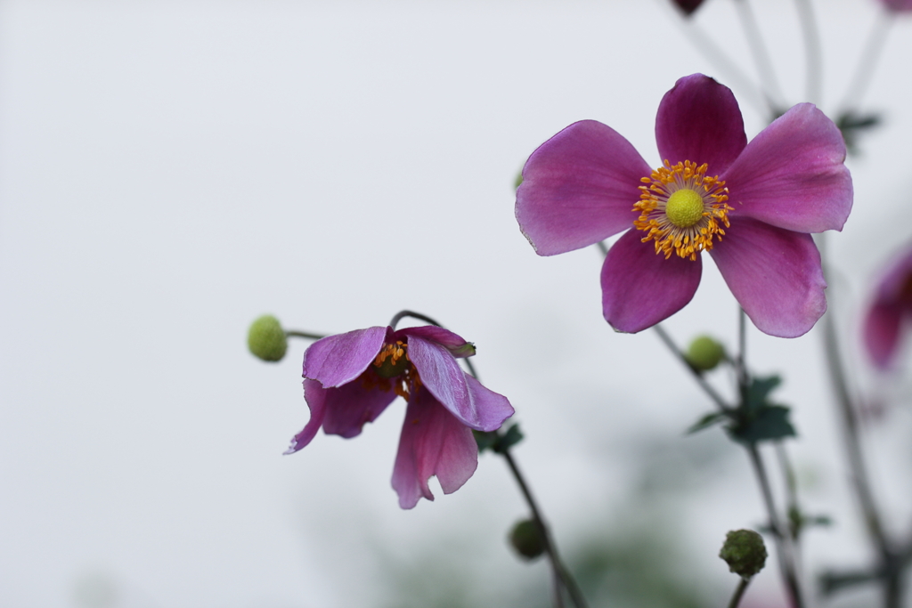 午後にはお茶を