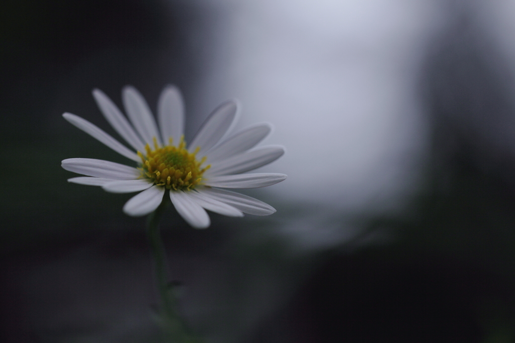 無垢なままで。