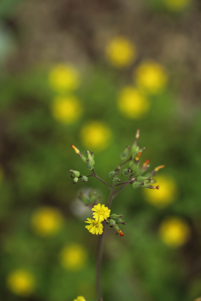 花ほたる