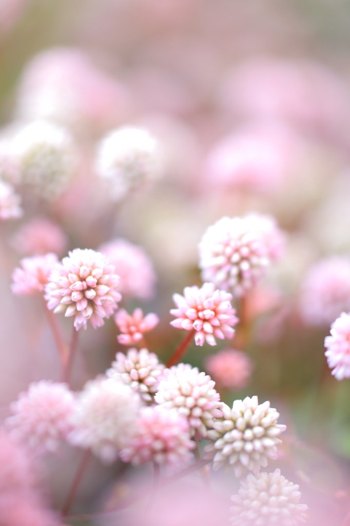 まりこの夢を見た朝は