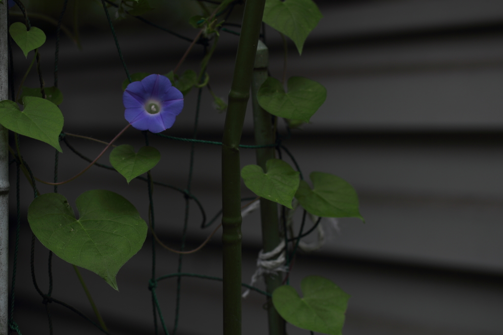 はかない恋を君として。