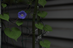 はかない恋を君として。