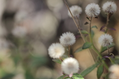 風船の花が咲きました。