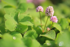 おはようまりこ