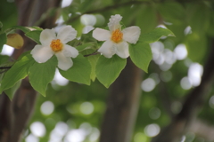 おしゃべりな花たち
