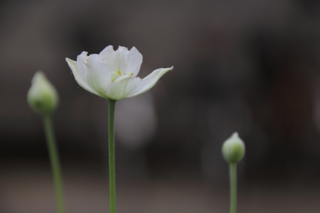 清く正しく美しく