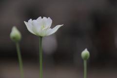 清く正しく美しく