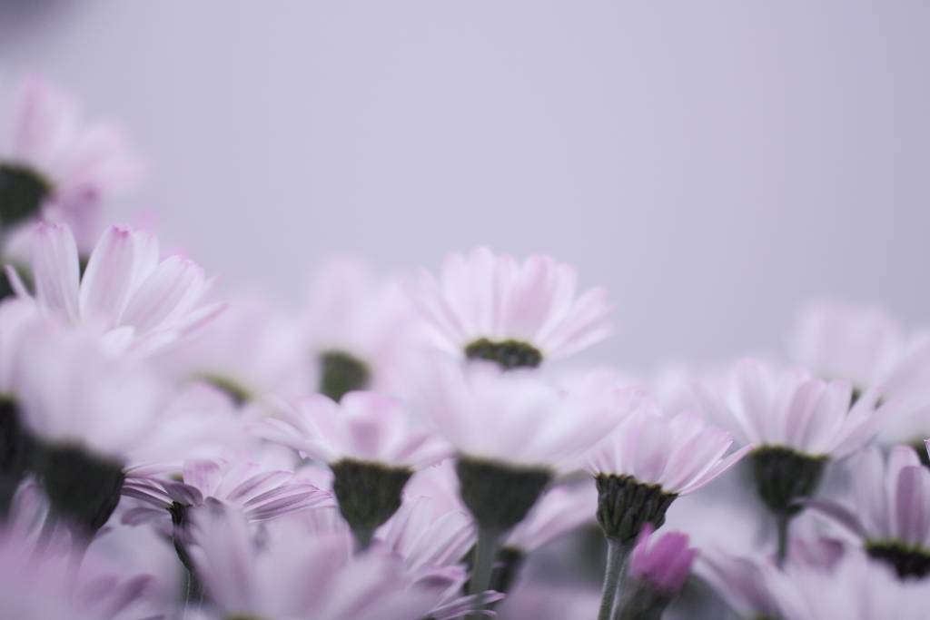 花影ワルツ