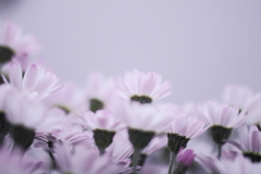 花影ワルツ