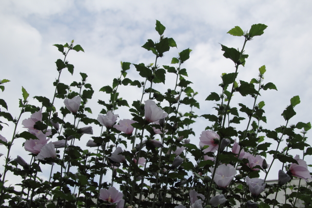 ソラニモマケズ