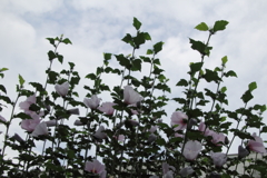 ソラニモマケズ