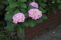 紫陽花祭り開催中