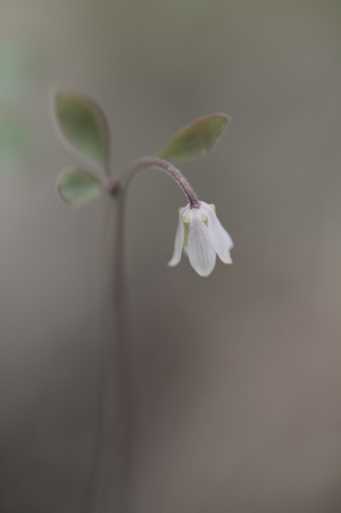 花あかり