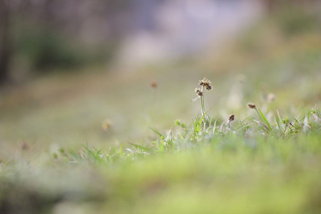 草の花