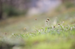 草の花