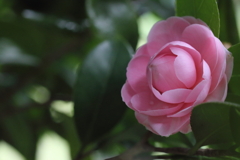 乙女椿、はじめました。